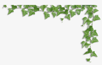 Vines Tposf - Ivy Border Png Transparent PNG - 859x506 - Free ...