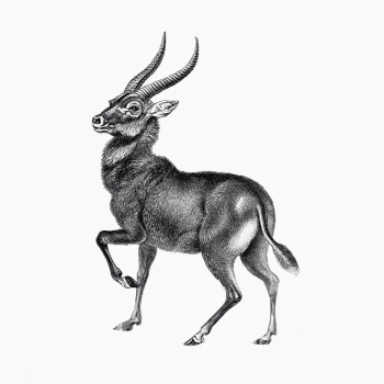 Vintage antelope wildlife  illustration | Free public domain illustration - 2281402