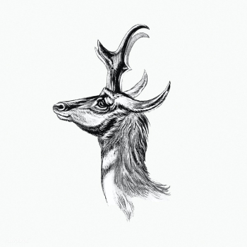Vintage antelope wildlife  illustration | Free public domain illustration - 2281409