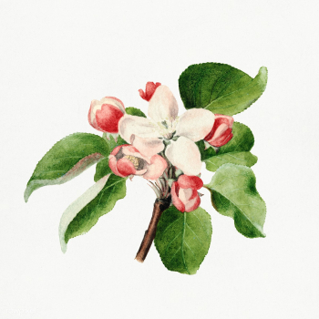 Vintage apple buds illustration. Digitally enhanced illustration from .. | Free public domain illustration - 2297727