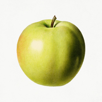 Vintage apple illustration. Digitally enhanced illustration from U.S. .. | Free public domain illustration - 2289697