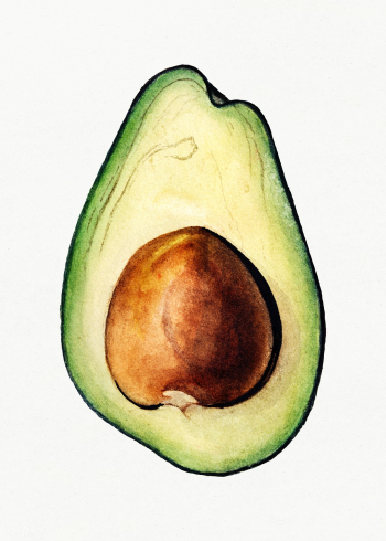 Vintage avocado illustration. Digitally enhanced illustration from U.S.. | Free public domain illustration - 2289613