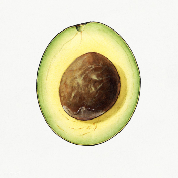 Vintage avocado illustration. Digitally enhanced illustration from U.S.. | Free public domain illustration - 2297759