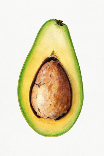Vintage avocado illustration. Digitally enhanced illustration from U.S.. | Free public domain illustration - 2297767