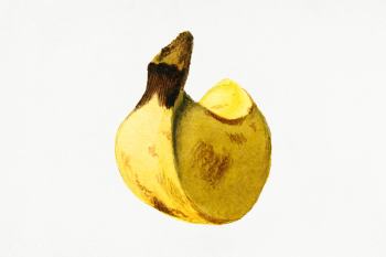 Vintage banana illustration. Digitally enhanced illustration from U.S... | Free public domain illustration - 2289720