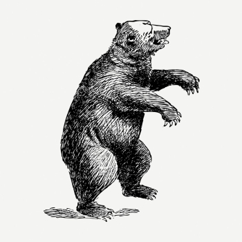 Vintage bear, wild animal illustration | Free PSD Illustration - rawpixel Vintage bear, wild animal illustration | Free PSD Illustration - rawpixel