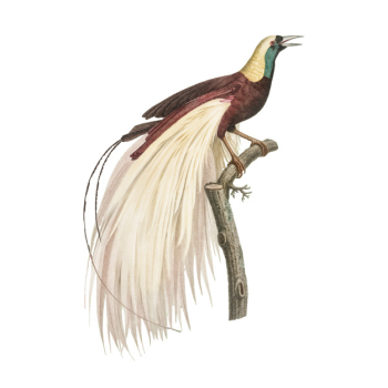 Vintage bird illustration Vintage bird illustration