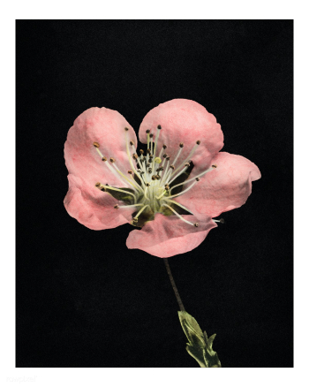 Vintage blooming flower illustration. Digitally enhanced illustration .. | Free public domain illustration - 2291773