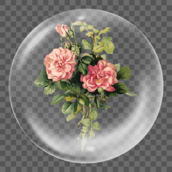 Vintage blush roses png sticker, | Free PNG - rawpixel