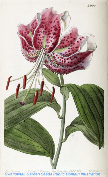 Vintage Botanical Illustration of a Lily Flower Vintage Botanical Illustration of a Lily Flower