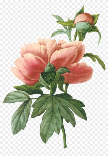 Vintage Botanical Illustration Peony Vintage Botanical Illustration Peony