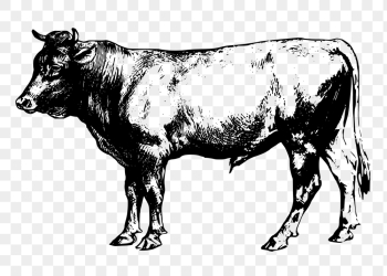 Vintage bull png, animal clipart, | Free PNG Illustration - rawpixel