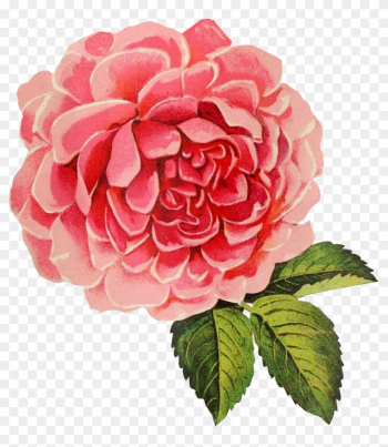Vintage Cabbage Rose Graphic - Vintage Rose Transparent Background Vintage Cabbage Rose Graphic - Vintage Rose Transparent Background