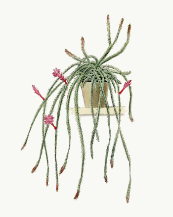 Vintage cactus illustration vector design | Free Vector Illustration - rawpixel Vintage cactus illustration vector design | Free Vector Illustration - rawpixel