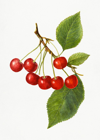 Vintage cherry illustration. Digitally enhanced illustration from U.S... | Free public domain illustration - 2289702