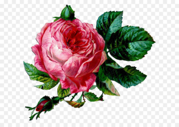 Vintage Clothing, Rose, Antique, Flower, Pink PNG Vintage Clothing, Rose, Antique, Flower, Pink PNG
