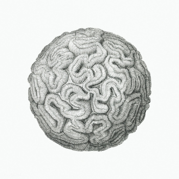 Vintage coral illustration on white background | Free public domain illustration - 2298013