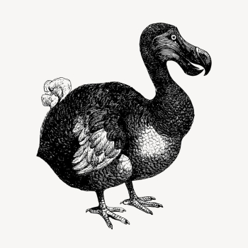 Vintage dodo bird, animal clipart | Free Vector Illustration - rawpixel Vintage dodo bird, animal clipart | Free Vector Illustration - rawpixel
