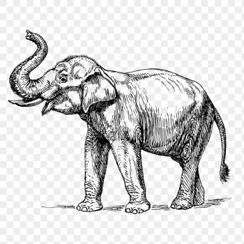 Vintage elephant png, animal clipart, | Free PNG Illustration - rawpixel