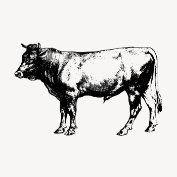 Vintage farm animal, bull illustration | Free Vector Illustration - rawpixel
