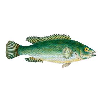 Vintage fish illustration Vintage fish illustration