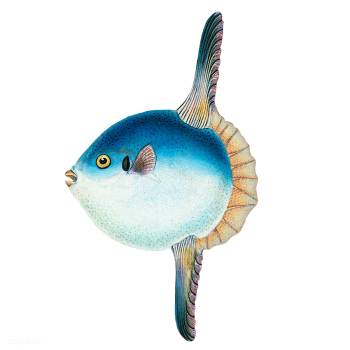Vintage fish illustration | Free stock vector - 504476 Vintage fish illustration | Free stock vector - 504476