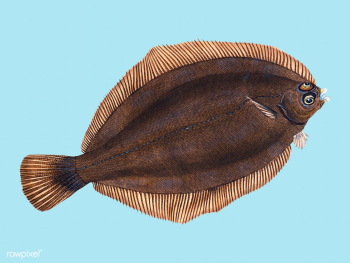 Vintage fish illustration | Free stock vector - 504522 Vintage fish illustration | Free stock vector - 504522