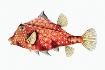 Vintage fish illustration transparent png | Free public domain illustration - 2297367