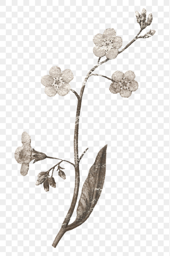 Vintage flower branch png sticker, | Free PNG - rawpixel