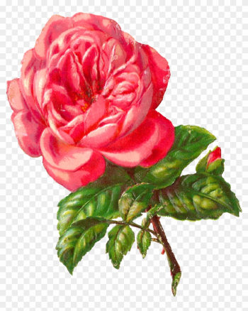 Vintage Flower Clipart Pink Rose - Rose Vintage Flower Clipart Pink Rose - Rose