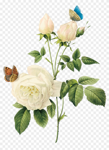 Vintage Flower Clipart Rose Garden - White Rose Png Vintage Flower Clipart Rose Garden - White Rose Png