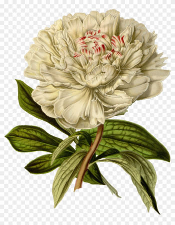 Vintage Flower Png - Peony Botanical Illustration Print Vintage Flower Png - Peony Botanical Illustration Print