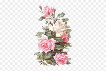 Vintage Flower Prints, Vintage Flowers, Flower Paintings, - Paris Rose