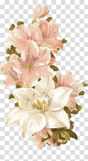 Vintage Flowers, pink flowers transparent background PNG clipart Vintage Flowers, pink flowers transparent background PNG clipart