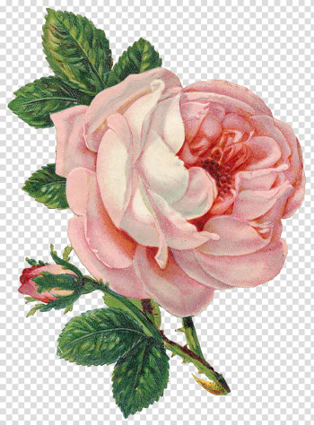Vintage Flowers, pink flowers transparent background PNG clipart Vintage Flowers, pink flowers transparent background PNG clipart