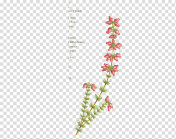 Vintage Flowers, red flowers transparent background PNG clipart Vintage Flowers, red flowers transparent background PNG clipart