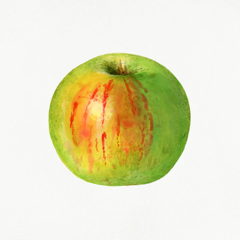 Vintage green apple illustration. Digitally enhanced illustration from.. | Free public domain illustration - 2297731