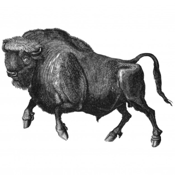 Vintage illustration of buffalo Vintage illustration of buffalo