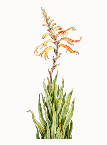 Vintage illustration of Crocosmia | Free stock vector - 501384 Vintage illustration of Crocosmia | Free stock vector - 501384