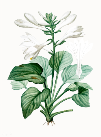 Vintage Illustration of Daylily | Free stock vector - 501501 Vintage Illustration of Daylily | Free stock vector - 501501