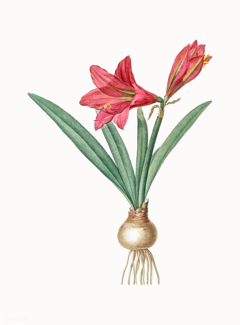 Vintage Illustration of Hippeastrum | Free stock vector - 501551 Vintage Illustration of Hippeastrum | Free stock vector - 501551