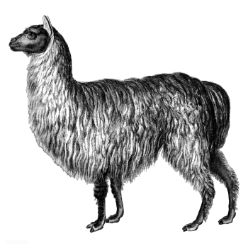 Vintage illustrations of Alpaca | Free stock vector - 523844 Vintage illustrations of Alpaca | Free stock vector - 523844