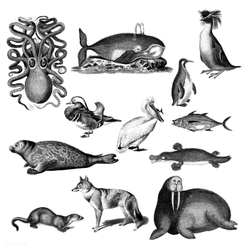 Vintage illustrations of Animals | Free stock vector - 523868 Vintage illustrations of Animals | Free stock vector - 523868