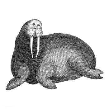Vintage illustrations of Arctic walrus | Free stock vector - 523903 Vintage illustrations of Arctic walrus | Free stock vector - 523903