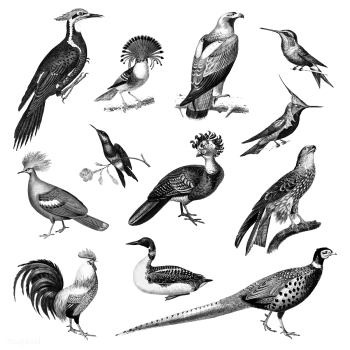 Vintage illustrations of Birds | Free stock vector - 523761 Vintage illustrations of Birds | Free stock vector - 523761