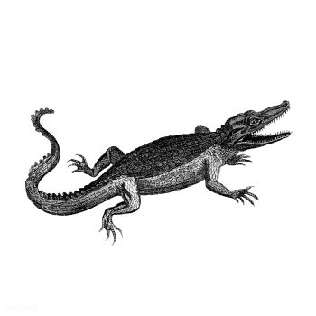 Vintage illustrations of Crocodile | Free stock vector - 523769 Vintage illustrations of Crocodile | Free stock vector - 523769