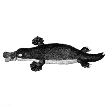 Vintage illustrations of Duck-billed platypus | Free stock vector - 523733 Vintage illustrations of Duck-billed platypus | Free stock vector - 523733