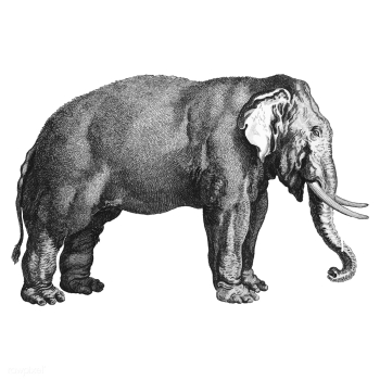Vintage illustrations of Elephant | Free stock vector - 523796 Vintage illustrations of Elephant | Free stock vector - 523796