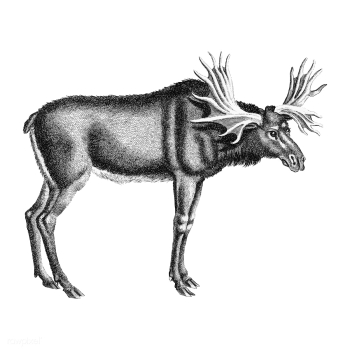 Vintage illustrations of Elk | Free stock vector - 523811 Vintage illustrations of Elk | Free stock vector - 523811