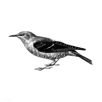 Vintage illustrations of Fieldfare | Free stock vector - 523695 Vintage illustrations of Fieldfare | Free stock vector - 523695